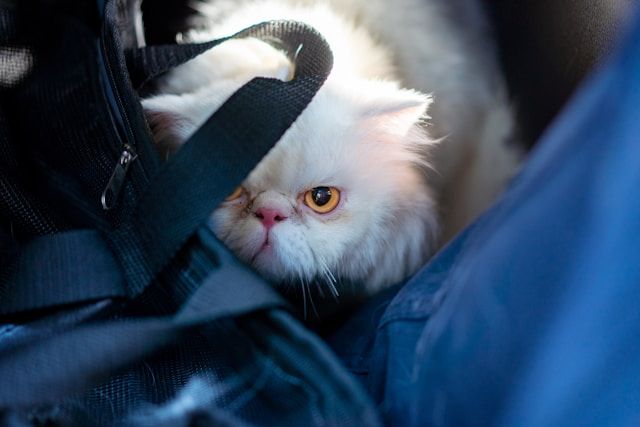 Tiere Hitze Auto Tiere bei Hitze im Auto
