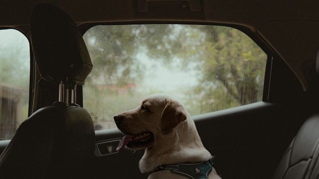 Tiere bei Hitze im Auto