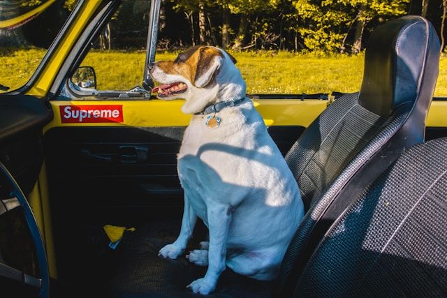 Tieren bei Hitze im Auto Tiere bei Hitze im Auto
